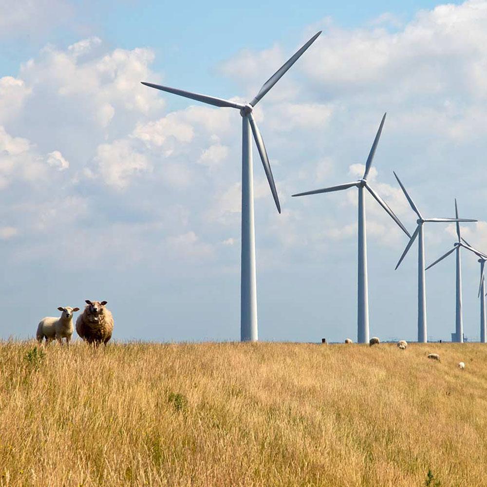 Wind farm 